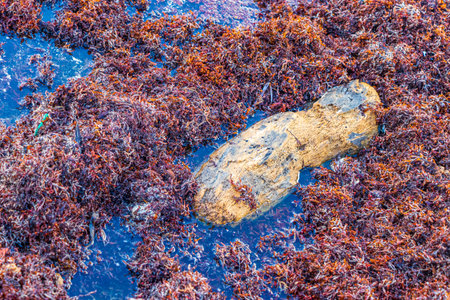 A lot of red very disgusting seaweed sargazo and garbage waste environmental pollution at tropical mexican beach in Playa del Carmen Mexico.の写真素材