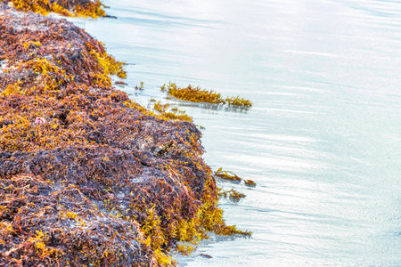 A lot of red very disgusting seaweed sargazo at tropical mexican beach and Punta Esmeralda in Playa...