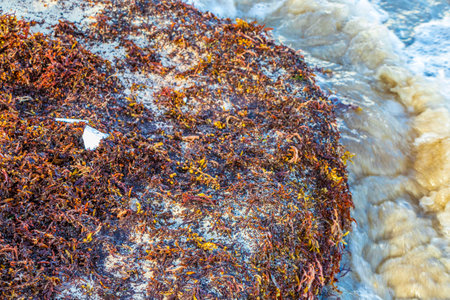 A lot of red very disgusting seaweed sargazo and garbage waste environmental pollution at tropical mexican beach in Playa del Carmen Mexico.の写真素材