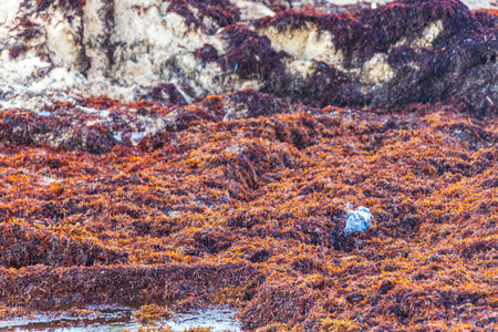 A lot of red very disgusting seaweed sargazo and garbage waste environmental pollution at tropical mexican beach in Playa del Carmen Mexico.の写真素材