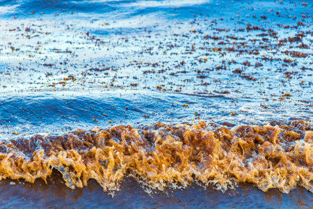 A lot of very disgusting and dirty Caribbean beach water with seaweed sargazo in Playa del Carmen Quintana Roo Mexico.の写真素材