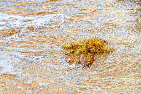 Yellow red orange seaweed seagrass sargazo at tropical mexican beach in Playa del Carmen Mexico.
