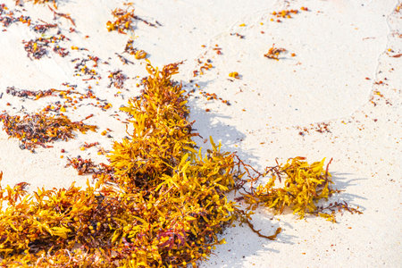 Yellow red orange seaweed seagrass sargazo at tropical mexican beach in Playa del Carmen Mexico.の写真素材