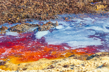 A lot of very disgusting and dirty Caribbean beach water with seaweed sargazo in Playa del Carmen...