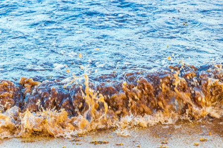 A lot of very disgusting and dirty Caribbean beach water with seaweed sargazo in Playa del Carmen...