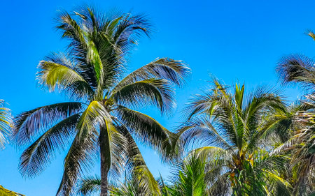 Tropical natural mexican palm tree with coconuts and blue sky background in Zicatela Puerto Escondido Oaxaca Mexico.の写真素材