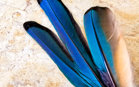 Feathers of a beautiful colorful blue cenote bird Mot Mot or MotMot in Playa del Carmen Quintana Roo...
