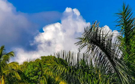Tropical natural mexican palm tree with coconuts and blue sky background in Zicatela Puerto Escondido Oaxaca Mexico.の写真素材