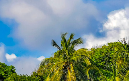 Tropical natural mexican palm tree with coconuts and blue sky background in Zicatela Puerto...
