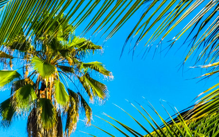 Tropical natural mexican palm tree with coconuts and blue sky background in Zicatela Puerto...