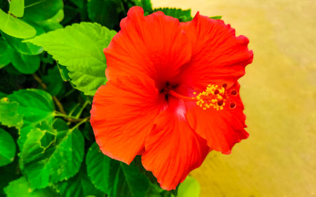 Red beautiful hibiscus flower flowers shrub tree plant in Zicatela Puerto Escondido Oaxaca Mexico.の写真素材