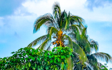 Tropical natural mexican palm tree with coconuts and blue sky background in Zicatela Puerto...