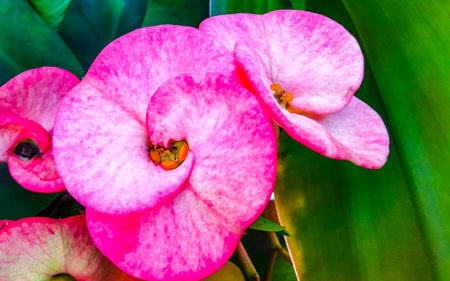 Purple pink and red flower flowers and plants plant in tropical garden jungle forest and nature in...