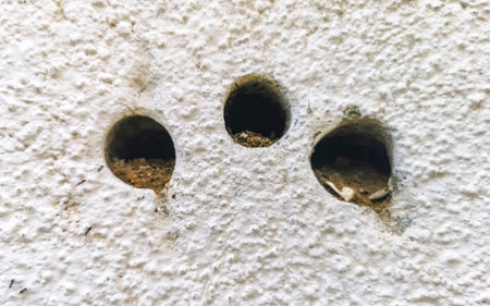 Many tiny ants crawl up the wall in Zicatela Puerto Escondido Oaxaca Mexico.の写真素材