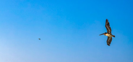 Beautiful pelican bird pelicans birds flying over the sea in Zicatela Puerto Escondido Oaxaca Mexico.の写真素材