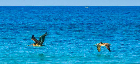 Beautiful pelican bird pelicans birds flying over the sea in Zicatela Puerto Escondido Oaxaca Mexico.の写真素材