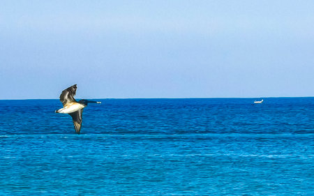 Beautiful pelican bird pelicans birds flying over the sea in Zicatela Puerto Escondido Oaxaca Mexico.の写真素材