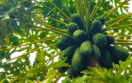 Beautiful papaya tree in tropical nature in Zicatela Puerto Escondido Mexico.の写真素材