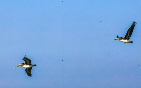 Beautiful pelican bird pelicans birds flying over the sea in Zicatela Puerto Escondido Oaxaca Mexico.の写真素材