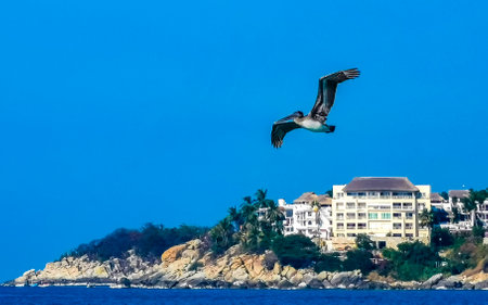 Beautiful pelican bird pelicans birds flying over the sea in Zicatela Puerto Escondido Oaxaca Mexico.の写真素材