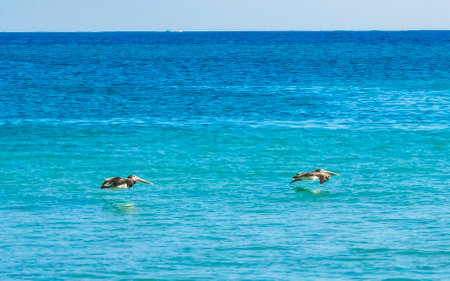 Beautiful pelican bird pelicans birds flying over the sea in Zicatela Puerto Escondido Oaxaca...