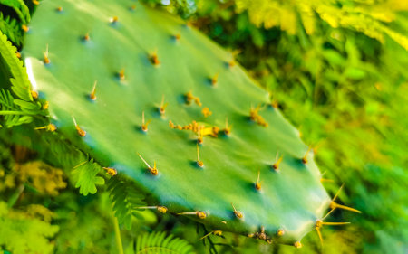 Tropical mexican cacti cactus jungle plants trees and natural forest panorama view in Zicatela Puerto Escondido Oaxaca Mexico.の写真素材