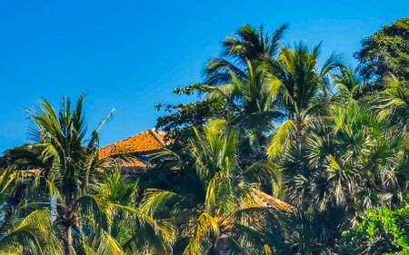Tropical natural mexican palm tree with coconuts and blue sky background in Zicatela Puerto Escondido Oaxaca Mexico.の写真素材