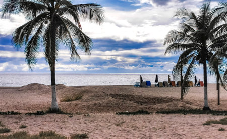 Tropical natural mexican palm tree with coconuts and blue sky background in Zicatela Puerto...