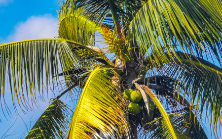 Tropical natural mexican palm tree with coconuts and blue sky background in Zicatela Puerto Escondido Oaxaca Mexico.の写真素材