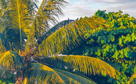 Tropical natural mexican palm tree with coconuts and blue sky background in Zicatela Puerto...