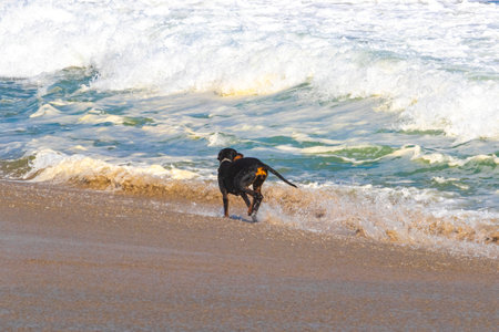 Black dog running and walking along the beach and waves in Zicatela Puerto Escondido Oaxaca Mexico.