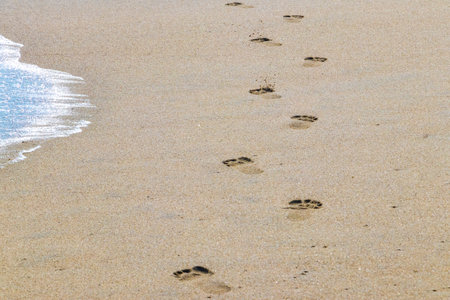 Footprint footprints on the beach sand by the water in Zicatela Puerto Escondido Oaxaca Mexico.