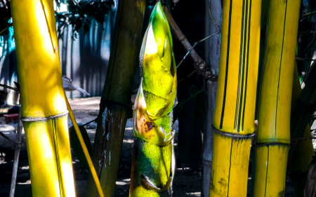 Green yellow bamboo trees in tropical nature of in Zicatela Puerto Escondido Oaxaca Mexico.の写真素材