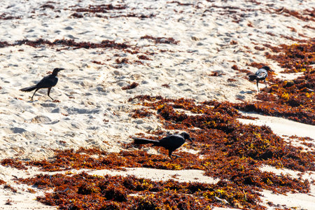 Sandpiper snipe sandpipers male female bird eating disgusting sargazo at tropical mexican beach in Playa del Carmen Quintana Roo Mexico.の写真素材