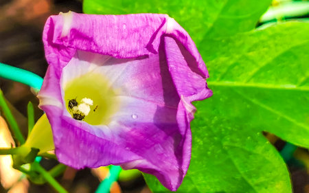 Beautiful Morning Glory plant flower at dawn in forest in Zicatela Puerto Escondido Oaxaca Mexico.