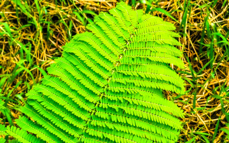 Green tropical plants palm trees flowers and trees on the coast in Zicatela Puerto Escondido Oaxaca Mexico.の写真素材
