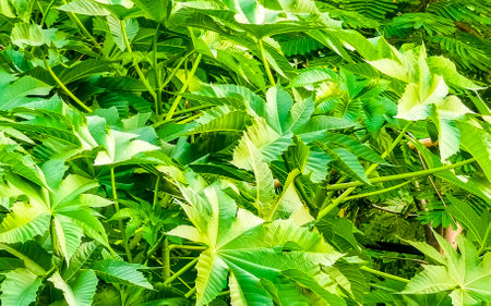 Green tropical plants palm trees flowers and trees on the coast in Zicatela Puerto Escondido Oaxaca...