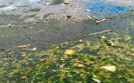 Dirty green polluted and garbage river in Zicatela Puerto Escondido Oaxaca Mexico.