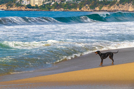 Black dog running and walking along the beach and waves in Zicatela Puerto Escondido Oaxaca Mexico.