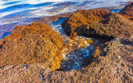 The beautiful Caribbean beach totally filthy and dirty the nasty seaweed sargazo problem in Playa del Carmen Quintana Roo Mexico.の写真素材