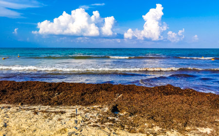 The beautiful Caribbean beach totally filthy and dirty the nasty seaweed sargazo problem in Playa del Carmen Quintana Roo Mexico.の写真素材