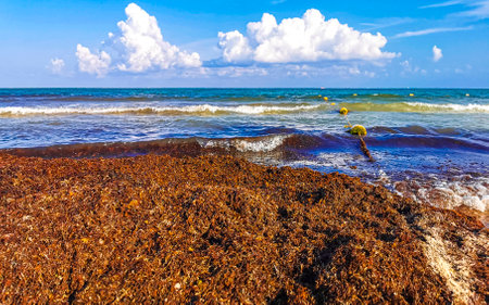 The beautiful Caribbean beach totally filthy and dirty the nasty seaweed sargazo problem in Playa del Carmen Quintana Roo Mexico.の写真素材