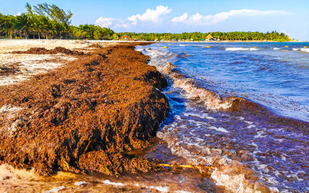 The beautiful Caribbean beach totally filthy and dirty the nasty seaweed sargazo problem in Playa del Carmen Quintana Roo Mexico.の写真素材