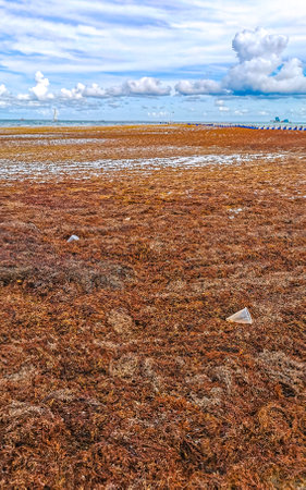 The beautiful Caribbean beach totally filthy and dirty the nasty seaweed sargazo problem in Playa...