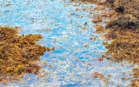 A lot of very disgusting and dirty Caribbean beach water with seaweed sargazo in Playa del Carmen Quintana Roo Mexico.の写真素材