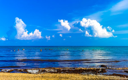 Tropical Caribbean beach landscape panorama with clear turquoise blue water and seaweed sargazo in...