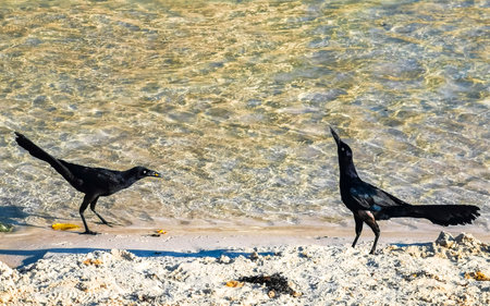 Great-Tailed Grackle Quiscalus mexicanus male female bird drinking water of cenote Punta Esmeralda at tropical mexican beach in Playa del Carmen Quintana Roo Mexico.の写真素材