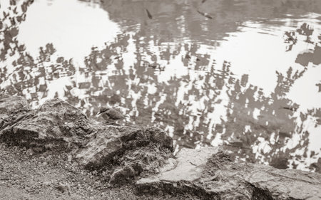 Plitvice Lakes National Park small beautiful bird by the clear turquoise water in Croatia.の写真素材