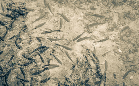Plitvice Lakes National Park fish underwater in clear turquoise water in Croatia.の写真素材