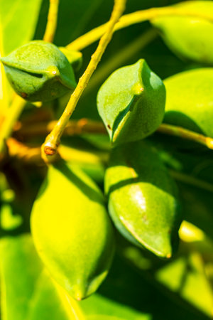 Nuts on tropical tree Terminalia catappa sea almonds in the caribbeanin Playa del Carmen Quintana Roo Mexico.の写真素材
